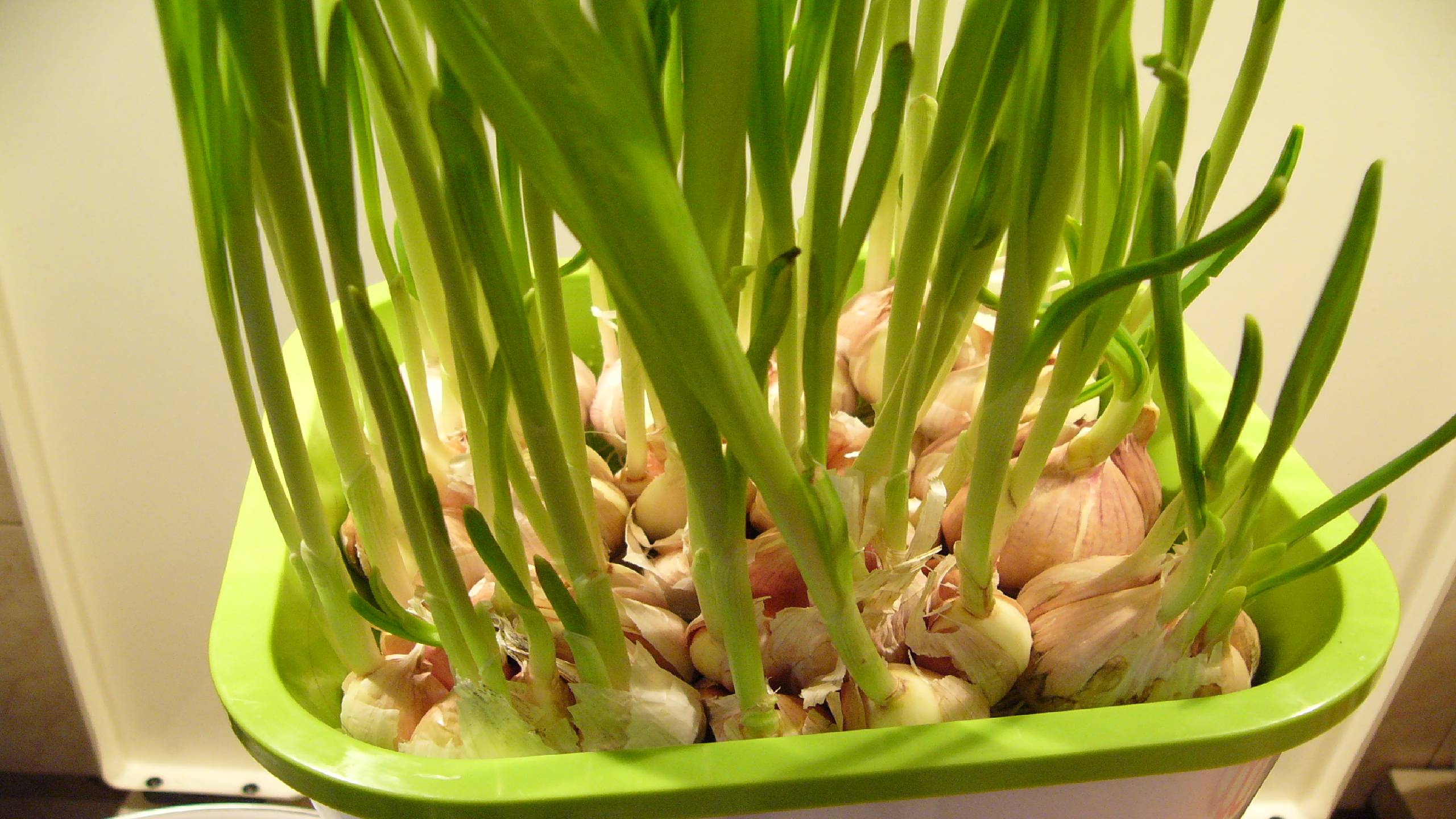 Выращиваем чеснок на зелень зимой. смотреть онлайн