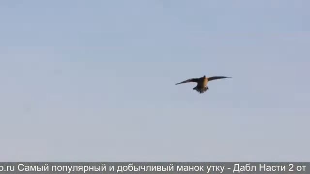 электронный манок на гуся своими руками смотреть онлайн