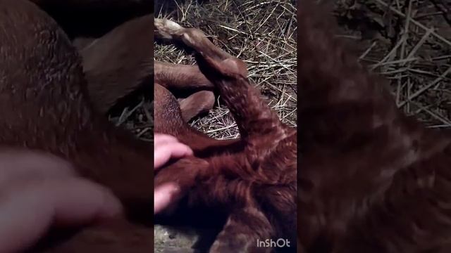 Рождение жеребёнка #лошади #деревня #животные #рождениежеребенка смотреть онлайн