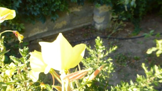 Энотера жёлтая. смотреть онлайн