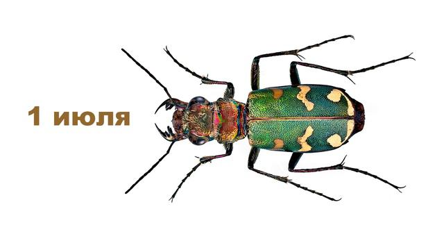 Кто быстрее? | Усатые, пернатые и хвостатые смотреть онлайн