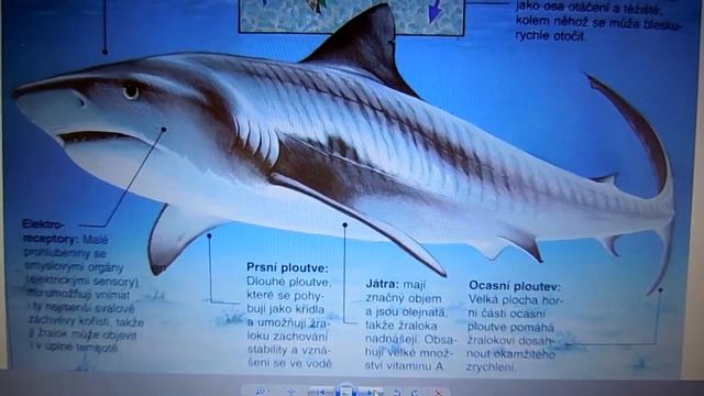 Žralok tygří (Galeocerdo cuvier) смотреть онлайн