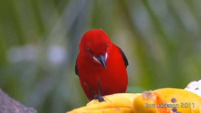 Brazilian Tanager - Ramphocelus bresilius смотреть онлайн