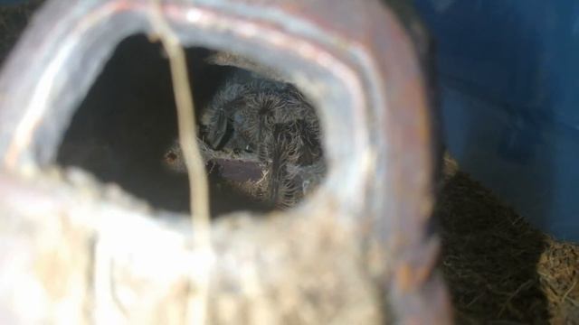 Кормление птицееда | Паук оккупировал заброшенный транспорт | Brachypelma albopilosum L8 смотреть онлайн