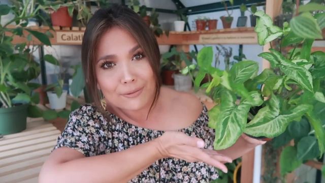 Cute, Fast Growing, And EASY! SYNGONIUMS BABY! | My Super Adorable Syngonium Collection!