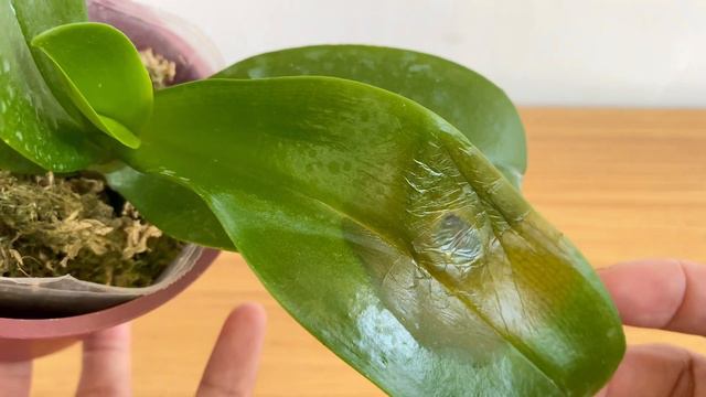 LEAF ROT - Phalaenopsis Leaves | What To Do with Leaf Rot in Orchids | What Will Happen If Untreate смотреть онлайн