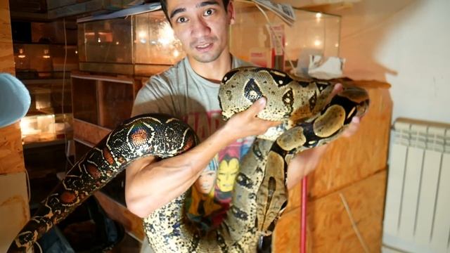 ЛИНЬКА ГИГАНТСКОГО УДАВА. Рабочий момент в террариуме