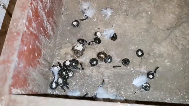 Это добавляю в воду голубям раз в неделю. I add this to the water for pigeons once a week. смотреть онлайн