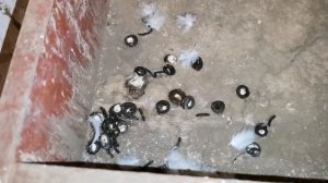 Это добавляю в воду голубям раз в неделю. I add this to the water for pigeons once a week.