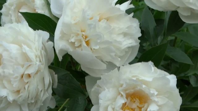 Пион СНЕГУРОЧКА / Paeonia SNEGUROTCHKA: обзор, описание, цветение, отзыв смотреть онлайн