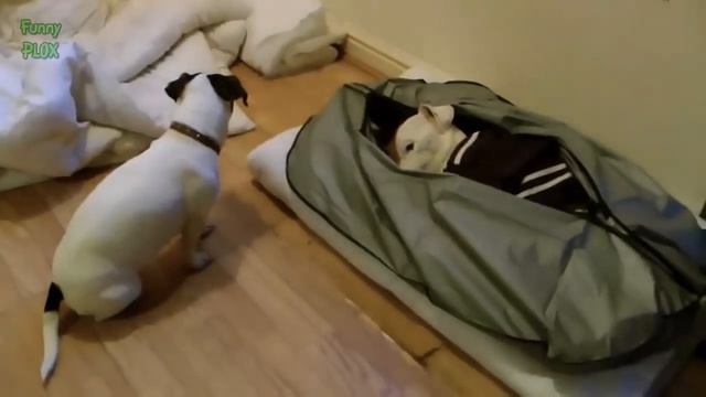 Как плачут животные? смотреть онлайн