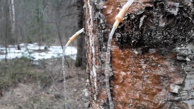 СБОР БЕРЁЗОВОГО СОКА .2. смотреть онлайн