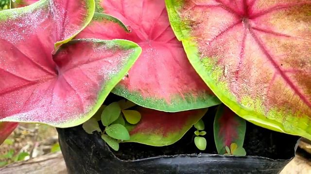 Collection plants || Kinsley Tv смотреть онлайн