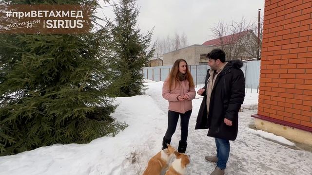 №8. Секрет породы. Вельш-корги пемброк. смотреть онлайн