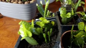 Мощный рост черенков рипсалидопсиса и декабриста!Секреты успеха!!!