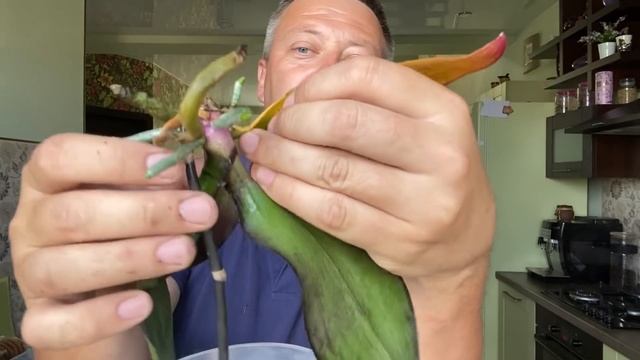 ОРХИДЕИ в ЧИПСАХ, нарастили корни орхидей Чармер и Мейджик Арт, пересадка орхидей со взбадривание смотреть онлайн