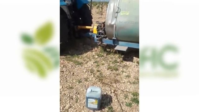 Подкормка винограда для хорошего урожая и повышения сахара в ягоде смотреть онлайн