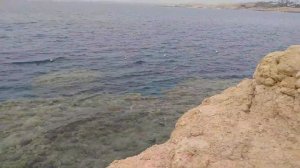 Шарм плаза 5* Шарм Резорт 4* обзор пляжа риф рыбки Шарм эль Шейх