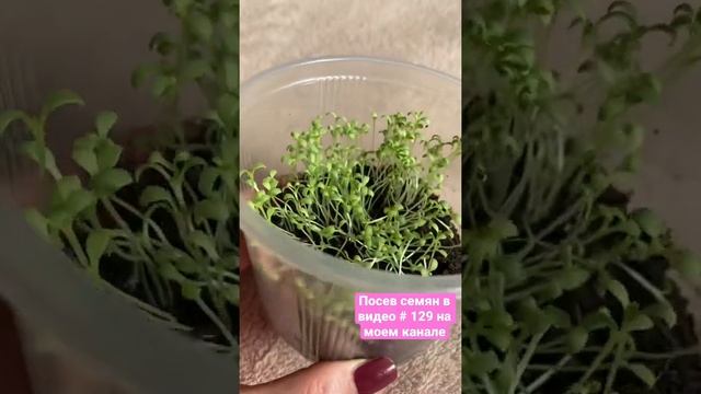 Гипсофила розовая ? 2 недели после посева смотреть онлайн