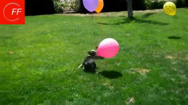 Попробуй НЕ ЗАСМЕЯТЬСЯ / Топ самых СМЕШНЫХ Домашних Животных / ЛУЧШИЕ ПРИКОЛЫ С ЖИВОТНЫМИ / ПРИКОЛ смотреть онлайн