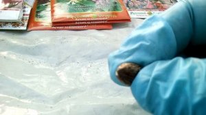 Сажаем Клещевину , небольшие хитрости при посадке семян.