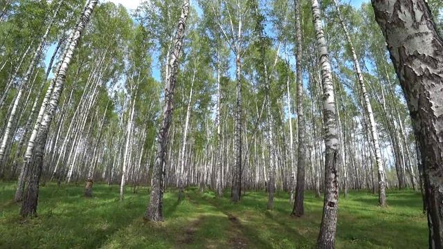 294. Озеро Шайтан приняло подношение. Не делай того, чего не делал бы в Храме. Деревня Окунево. смотреть онлайн