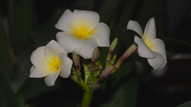 Plant Time Lapse 2022 Frangipani Flower (Plumeria) 4K смотреть онлайн