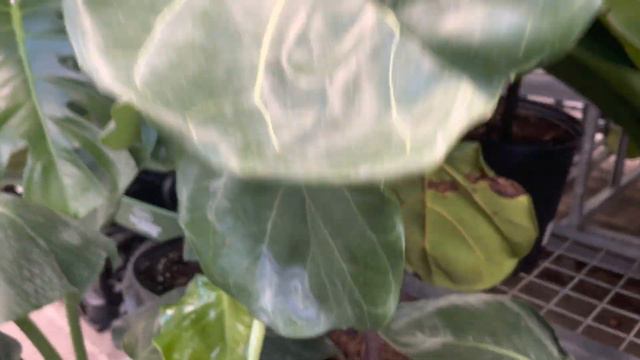 Plant shopping @ Rona ( a Hoya & loads of houseplants) смотреть онлайн