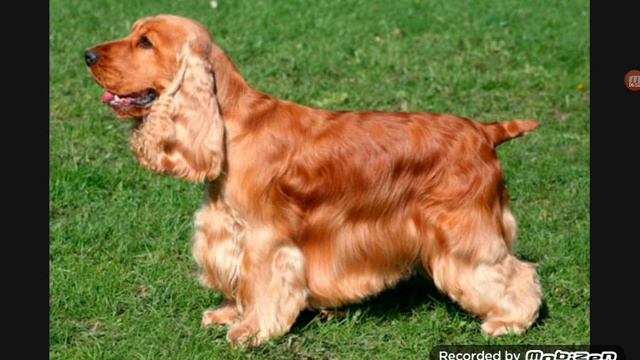 Топ 10 самых лучших охотничьих собак смотреть онлайн