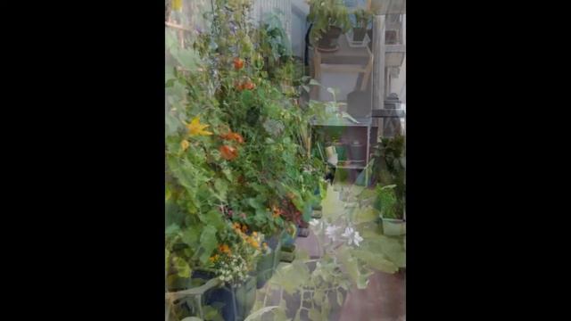 Огород на окне и балконе. Так ли это просто, как говорят? смотреть онлайн