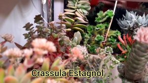 Крассула. Уход, грунт, легенды .