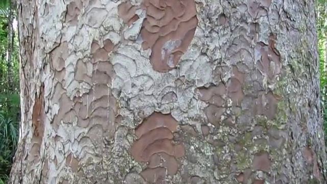 Legendary Kauri Tree. Легендарное Каури (592sp) смотреть онлайн