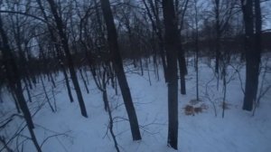охота на кабана 2022 ночью один в глухом лесу
