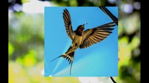Пение ласточек/Singing of swallows/Sounds of birds/sounds of nature/ Meditation /пение птиц/swallow