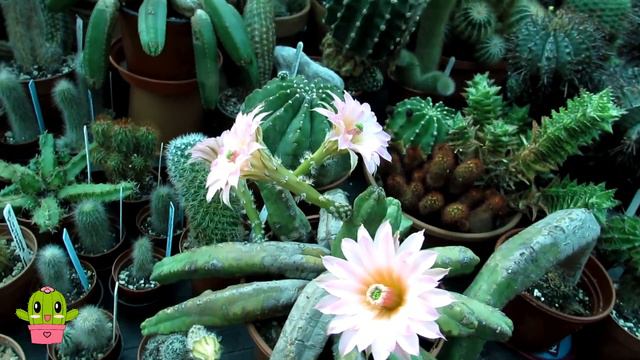 My Echinocereus scheeri Cacti from Buds to Blooms & Cross Pollinating Cactus Flowers #cacti #cactus смотреть онлайн