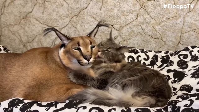 Good Evening with Big Floppa : Caracal смотреть онлайн