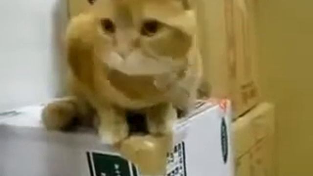 Ура, жрааать )) радости полные штаны смотреть онлайн