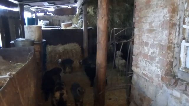 Очень умная барашка! пробую провести окот два раза в год, ягнята рахиты на откорме. смотреть онлайн