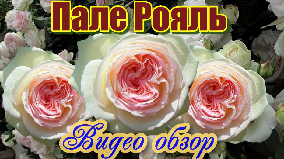 Видео обзор розы Пале Рояль (Плетистая) - Palais Royal_(Meilland Франция, 2009) смотреть онлайн