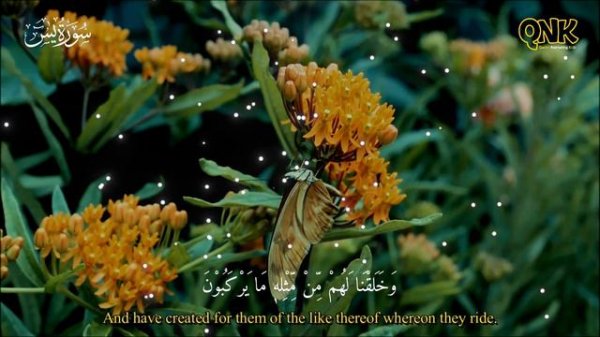 Sleeping Baby Quran Recitation Relax Sleep | Beautiful Quran For Sleep