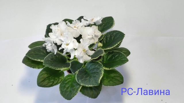 РС-Дон Жуан.РС-Золотое Руно.РС-Лавина.РС-Любимый Блюз.РС-Мавр