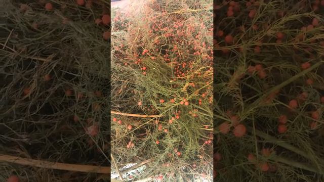 ԾՆԵԲԵԿ смотреть онлайн