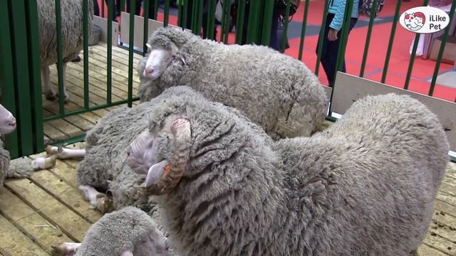 БАРАНЫ ПОРОДА ДЖАЛГИНСКИЙ МЕРИНОС Агропромышленная выставка Золотая осень 2016 iLikePet смотреть онлайн