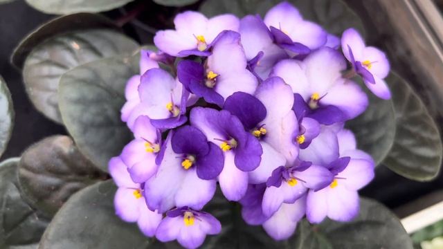 Hiçbir yerde görmediğim çiçeklerle dolu bir sera#garden #plants #gardening смотреть онлайн