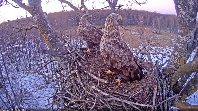 Мoment of mating, 15 03 2022 18:34 смотреть онлайн