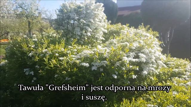 Tawuła szara "Grefsheim" Spiraea cinerea- NIEformowany, pachnący żywopłot wabiący motyle смотреть онлайн