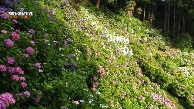 服部農園あじさい屋敷【圧巻のドローン空撮】千葉県茂原市 HYDRANGEA JAPAN