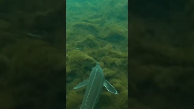 Редкая рыба - На грани вымирания!! Под водой такое РЕДКО увидишь…. смотреть онлайн