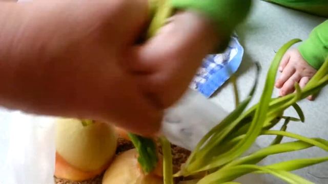 Как мы выращиваем лук в пакете. смотреть онлайн