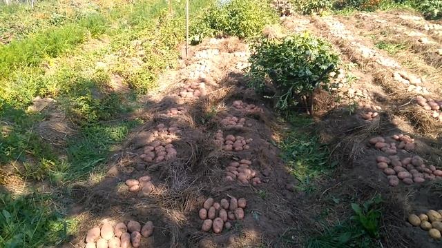 Сдвоенные ряды. УРОЖАЙ: 1кг к 21 кг! смотреть онлайн